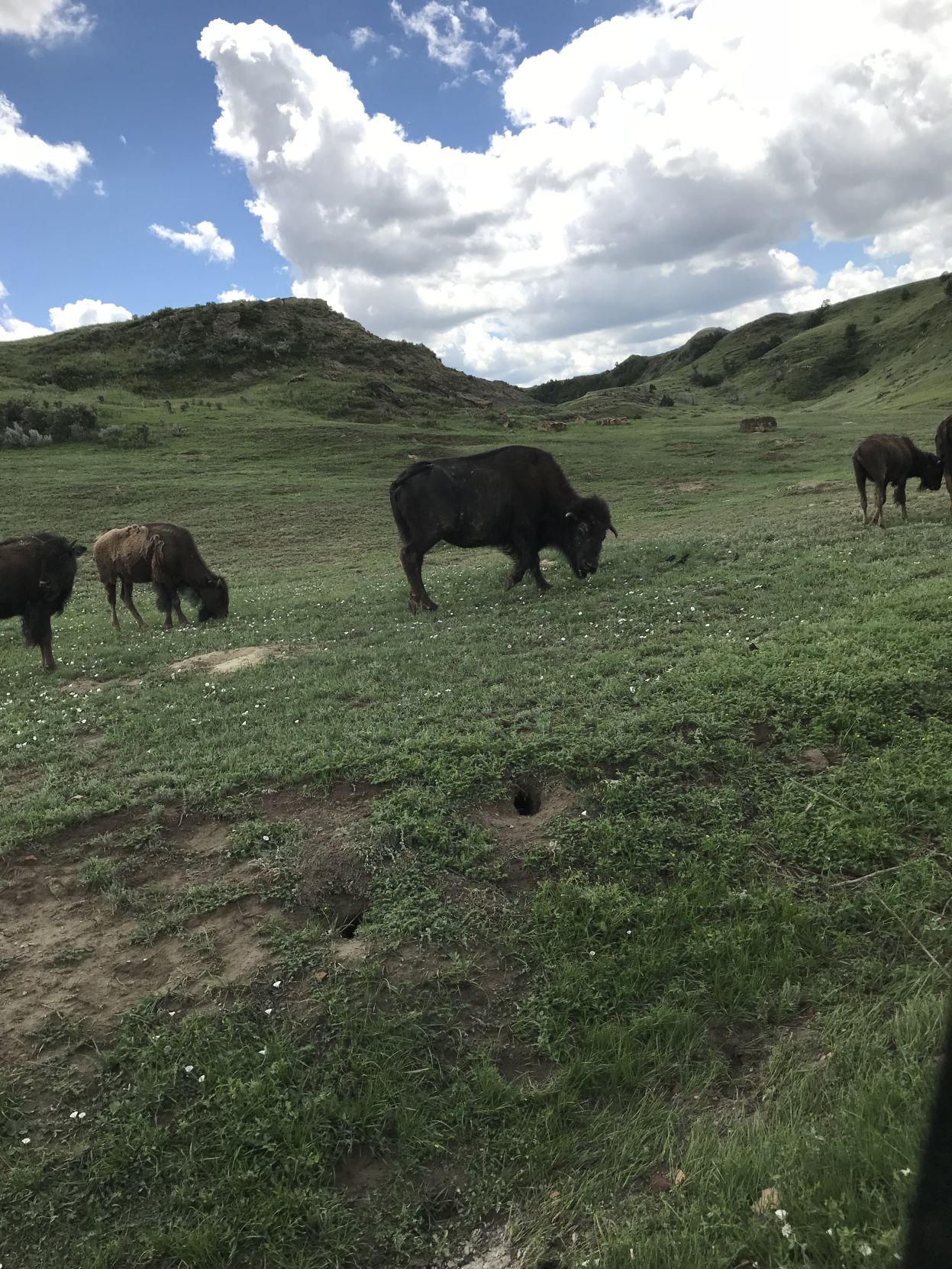 Theodore Roosevelt National Park South Unit